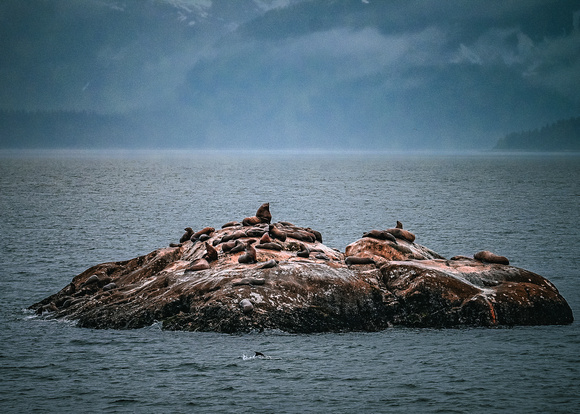 Sea Lion Island- Greg Chatfield