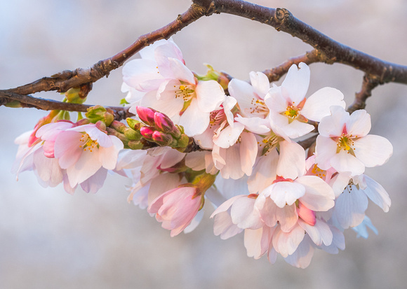 Cherry blossom at sunset_Day (1 of 1)