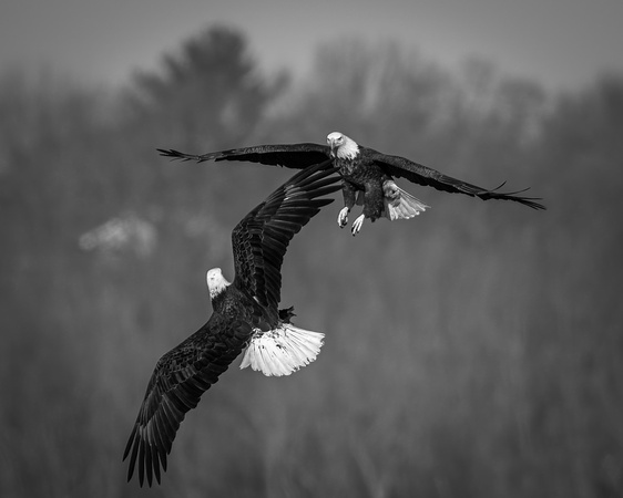 Ballet in the Sky             B&W            Rick Schnuerer