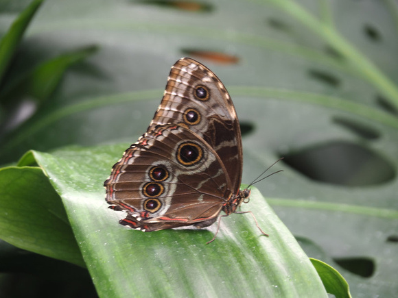 Blue Morpho Butterfly-Ted Stone