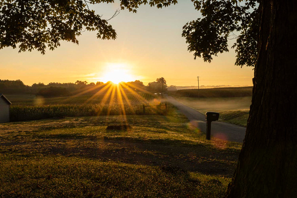 Foggy Sunrise-Carol Shurlow