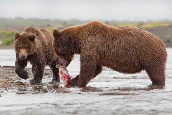 grizzly  encounter -Audrey Begun Katmai AK AUD_4395