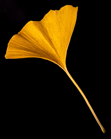 Ginkgo Leaf Portrait-RobFormentelli